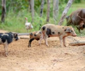 Sobe para 15 o número de focos da peste suína confirmados no Piauí.(Imagem:Divulgação)