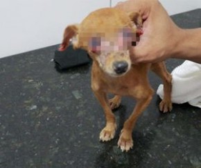 Cão é achado com sinais de queimaduras por água quente.(Imagem:Celina Lira)