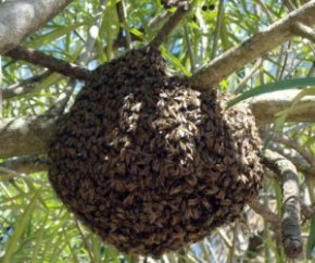 Idoso morre ao receber ferroadas de abelhas no interior do PI.(Imagem:Divulgação)