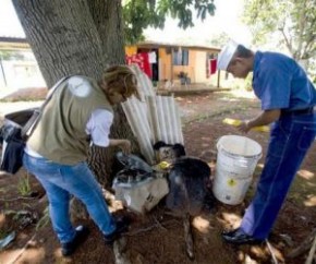 Casos de Chikungunya caíram 90% no Piauí e dengue 65%.(Imagem:Divulgação)