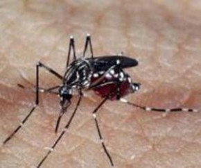 Mais de 20% dos municípios brasileiros têm risco de surto para dengue.(Imagem:Agência Brasil)
