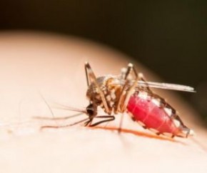PI tem 37 cidades em alerta ou risco para dengue.(Imagem:Divulgação)