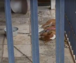 Bandido dopa cãozinho para furtar loja de som em Teresina.(Imagem:Cidadeverde.com)