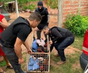 Polícia Civil apreende galos em rinha durante operação.(Imagem:Divulgação/Polícia Civil)