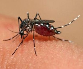 Chikungunya aumenta 115% no Piauí e dados preocupam Sesapi.(Imagem:Cidadeverde.com)