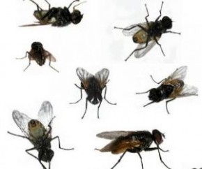 Chuva aumenta o número de moscas e infectologista alerta para doenças.(Imagem:Divulgação)