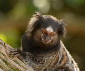 FMS investiga se macacos morreram por febre amarela em Teresina.(Imagem:Divulgação)