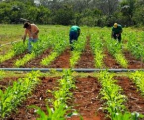 Aumento de benefícios a produtor rural pode ser vetado, diz secretário.(Imagem:Divulgação)