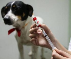 Quatro cães morrem após vacina contra raiva e Ministério da Saúde será notificado.(Imagem:Cidadeverde.com)