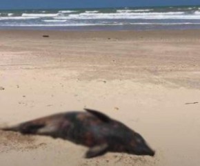 Turistas encontram golfinho morto na praia da Pedra do Sal.(Imagem:Cidadeverde.com)