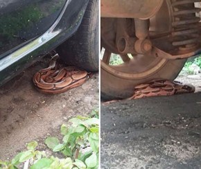 Jiboia sai de escapamento de carro no Centro de Teresina.(Imagem:Talita Barradas)