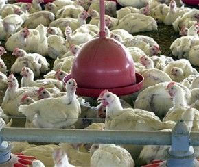 80% dos dos frangos vendidos no Piauí não são inspecionados.(Imagem:Divulgação)