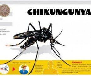 Casos de chikungunya aumentam em 140% de janeiro a agosto em todo o Estado.(Imagem:Cidadeverde.com)