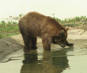 Ursa Marsha(Imagem:Divulgação)