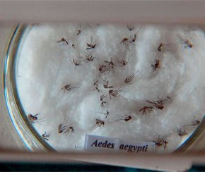 Casos de dengue crescem 138,9% em relação ao ano passado.(Imagem:Cidadeverde.com)