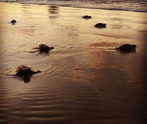 Litoral do Piauí já registrou o nascimento de 5 mil tartarugas em 2018.(Imagem:Cidadeverde.com)