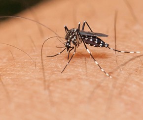 Três cidades no Piauí têm risco de surto de dengue, chikungunya e zika.(Imagem:Divulgação)