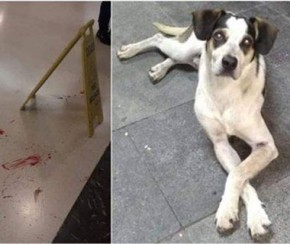 Mensagem de ódio contra cachorro morto no Carrefour é investigada no Piauí.(Imagem:Divulgação)