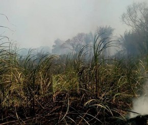 Empresário acredita em incêndio criminoso em canavial da cachaça Lira.(Imagem:CidadeVerde.com)