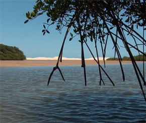 Delta do Parnaíba está entre os 14 ecossistemas afetados pelas manchas de óleo no NE.(Imagem:Cidadeverde.com)