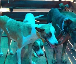 Cães filmados sangrando são levados para abrigo de animais.(Imagem:Cidadeverde.com)
