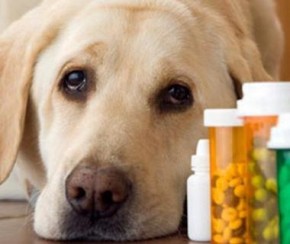 Teresina pode ter primeira farmácia veterinária gratuita.(Imagem:Divulgação)