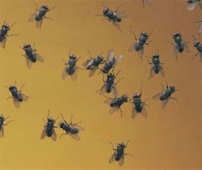 Médico alerta que casos de virose da mosca aumentam em 40% no período chuvoso.(Imagem:Cidadeverde.com)