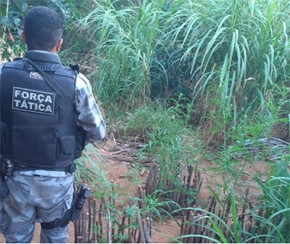 PM flagra plantação de maconha na zona Rural de Queimada Nova.(Imagem:Ascom/PM)