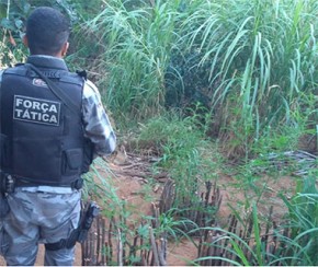 PM flagra plantação de maconha na zona Rural de Queimada Nova.(Imagem:Ascom/PM)