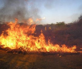 IBAMA autoriza contratação de brigadistas para quatro municípios do Piauí.(Imagem:Divulgação)