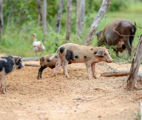 Peste suína gera indenização a 300 produtores por mortes de animais.(Imagem:Cidadeverde.com)