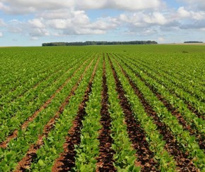 No Piauí, 78% dos produtores garantem não usar agrotóxicos, revela IBGE.(Imagem:CidadeVerde.com)