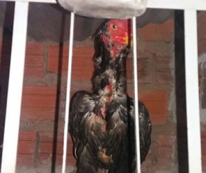 Polícia desmonta rinha de galo e apreende mais de 70 aves.(Imagem:Cidadeverde.com)