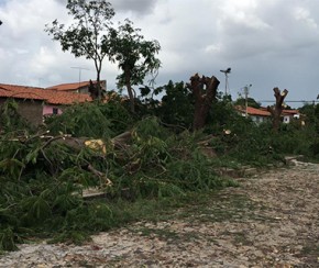 Praça no Saci tem todas as árvores cortadas por morador.(Imagem:CidadeVerde.com)