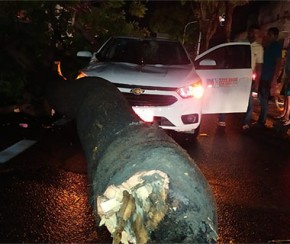 Temporal derruba árvore em táxi; ventos foram de 83km/h na capital.(Imagem:Cidadeverde.com)