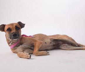 Cães e gatos abandonados viram modelos em campanha de conscientização de adoção.(Imagem:CidadeVerde.com)