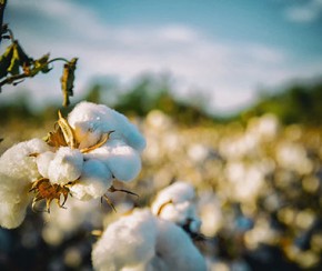 Produção de algodão no Piauí deve crescer mais de 100% neste ano.(Imagem:Divulgação)
