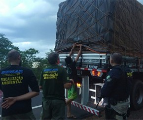 Caminhão é apreendido com 15 toneladas de madeira ilegal.(Imagem:PRF)