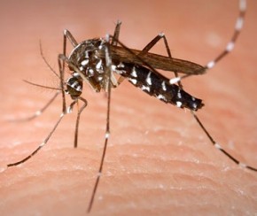 Mosquito Aedes aegypti(Imagem:Divulgação)