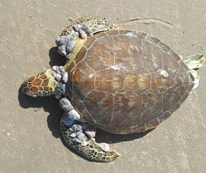 Onze tartarugas são encontradas mortas em praias do litoral do Piauí.(Imagem:Divulgação)