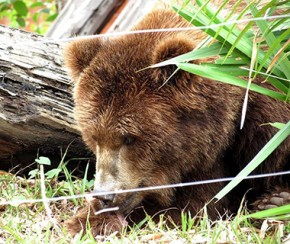 Ursa Marsha deixará o Piauí em avião da FAB no próximo dia 21.(Imagem:Raianna Risele)