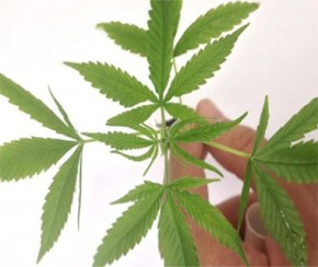 Cannabis Sativa(Imagem:Agência Brasil)