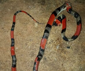 Moradora acha cobra coral em condomínio na zona Leste de THE.(Imagem:Divulgação)