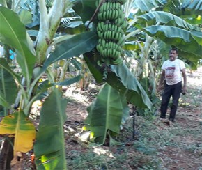 Área de deserto no Piauí produz banana.(Imagem:Yala Sena)