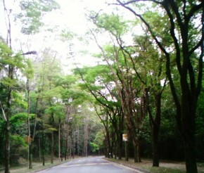 Rua Arborizada(Imagem:Eduardo Jorge Martins Alves Sobrinho)