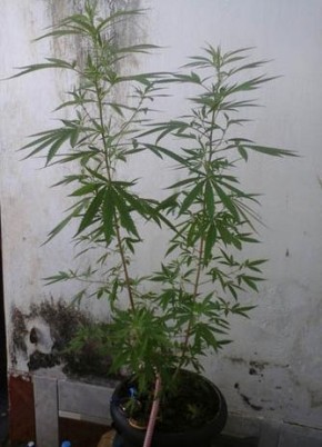 Estudante de Engenharia de Produção é preso suspeito de cultivar maconha em casa.(Imagem:Cidadeverde.com)