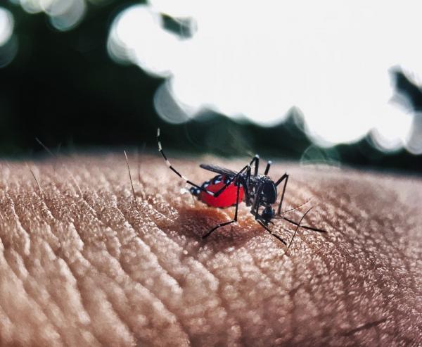 Fêmea do Aedes aegypti é responsável pela transmissão da febre amarela, dengue, chikungunya e zika vírus.(Imagem:Pixabay/Divulgação)