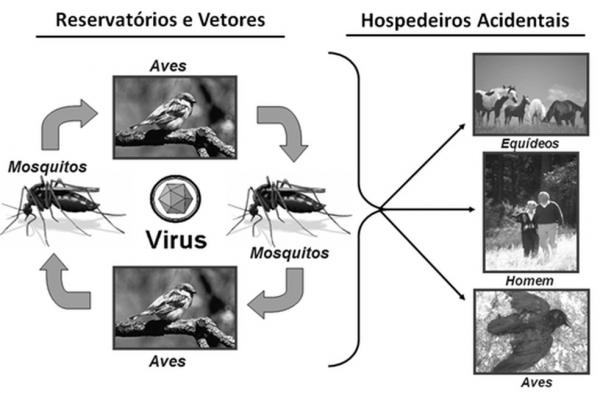 Forma de transmissão da febre do Nilo Ocidental. (Imagem:Reprodução/Ministério da Saúde)