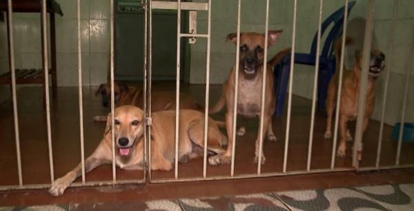 47% das residências em Teresina possui um pet, sendo 37% cachorros e 14% felinos.(Imagem:Reprodução/TV Clube)