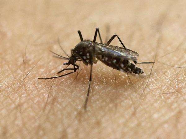 Mosquito Aedes aegypti, transmissor do vírus da zika, em laboratório de São Paulo.(Imagem:AP Photo/Andre Penner, File)